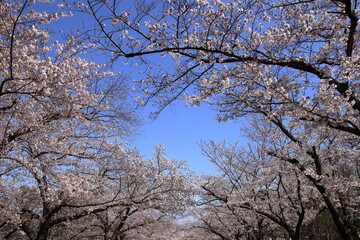 Fototapeta premium さくら