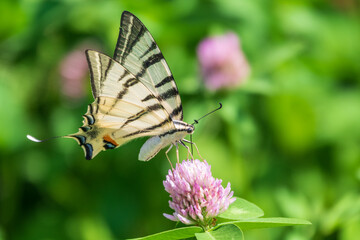 Obraz premium Beautiful Butterfly Scarce Swallowtail, Sail Swallowtail, Pear-tree Swallowtail, Podalirius. Latin name Iphiclides podaliriu. Butterfly collects nectar on flower.