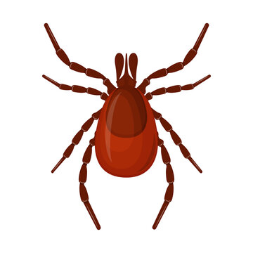 Mite. Image of a parasite tick. The blood-sucking insect is a pest. Vector illustration isolated on a white background