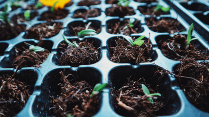 green fresh orchid plant with natural background