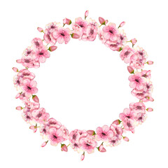 A wreath of spring pink sakura blossoms on a white isolated background. Watercolor illustration