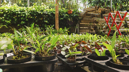 green fresh orchid plant on natural background