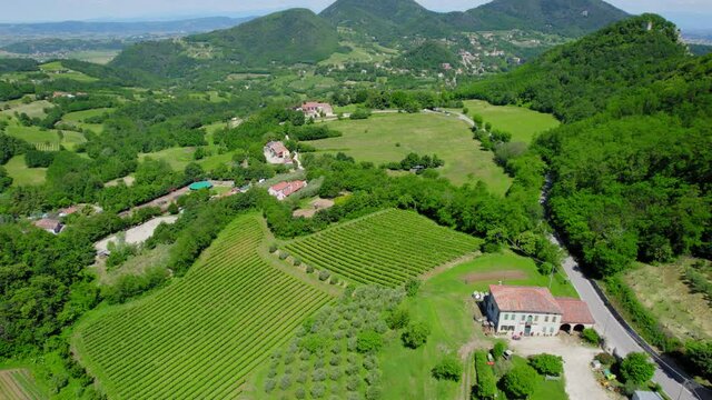 4k drone view of a wineyard