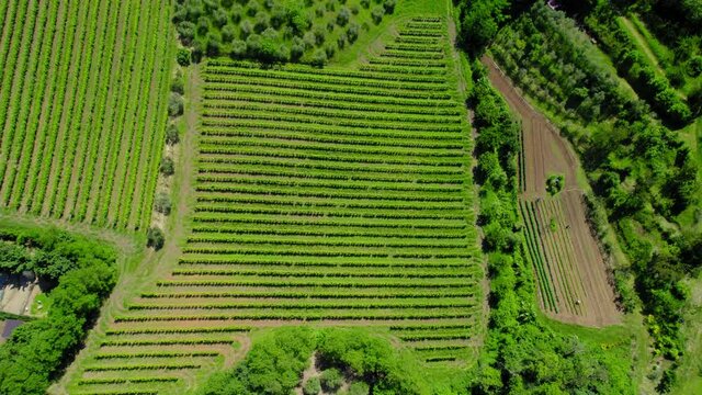 4k drone view of a wineyard