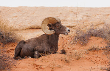 Desert bighorn sheep in red rock mountains