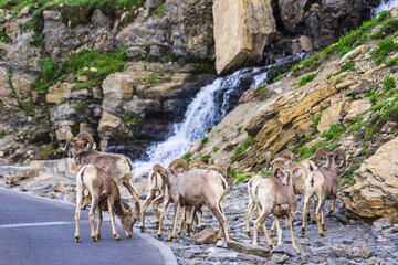 group of big horn sheep at Glacier national park,Montana,usa.