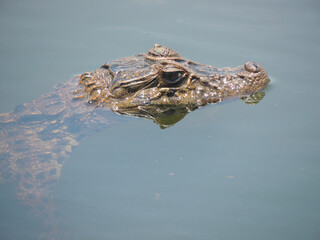 Curious alligator cub inside water in Guarda do Embaú , Santa Catarina 