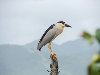 great blue heron inn on a log with mountains in the distance behind