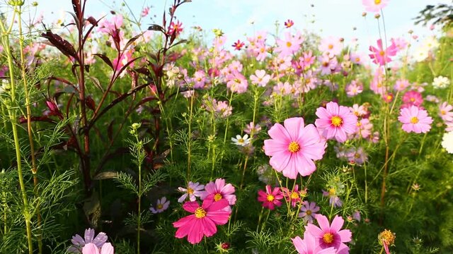 Cosmos flowers in the garden , Lumphun province Thailand