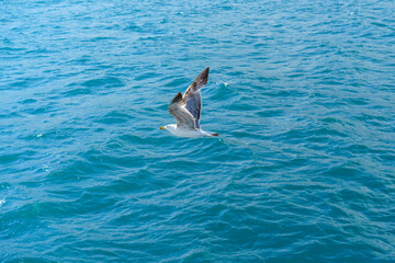 Seascape with a flying seagull