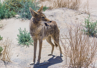 coyote stalk on roadside  in desert area.