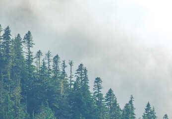 foggy over  forrest in the evening.