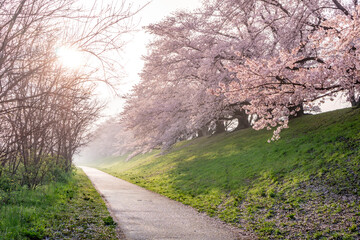 背割り堤の桜