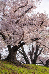 背割り堤の桜