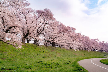 背割り堤の桜