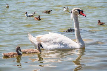 Naklejka na ściany i meble A female mute swan, Cygnus olor, swimming on a lake with its new born baby cygnets. Mute swan protects its small offspring. Gray, fluffy new born baby cygnets.