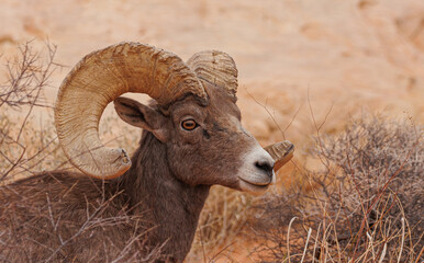 Desert bighorn sheep in red rock mountains