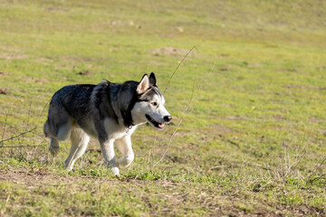Siberian Husky on a Ranch