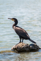 Great cormorant, Phalacrocorax carbo, standing on a stone on the sea shore.