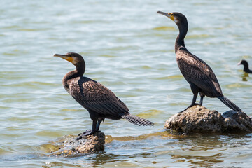 Two Great cormorants, Phalacrocorax carbo, standing on a stone on the sea shore.