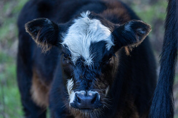 Baby Black Angus Cow, California Cattle Ranch