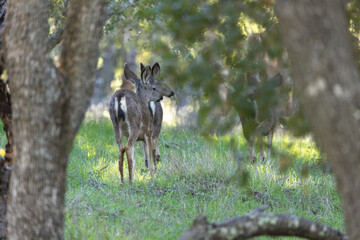 Deer Walking Through Forest in California