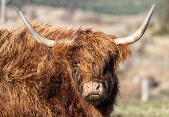 Scottish Highland Coo