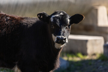 Newborn Calf on California Ranch