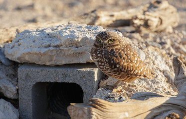 Burrowing Owl in nest in desert