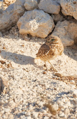 Burrowing Owl in nest in desert