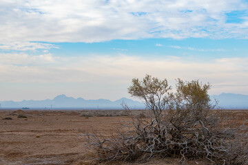 A single tree in the desert