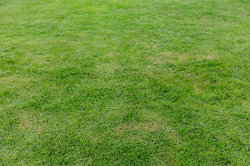 Decorative walkway in the park
