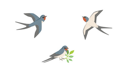Vector swallow bird illustration set on white background