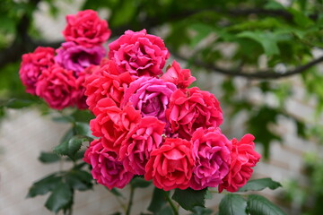 한 줄기에 핀 장미