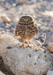 Burrowing Owl in nest in desert