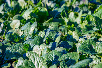 Green turnip leaves in the field