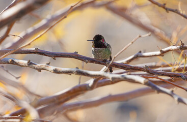 Costa's Hummingbird on tree branch 