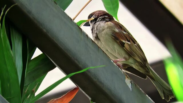 City-dwelling tree sparrow takes a break to survey the surroundings.