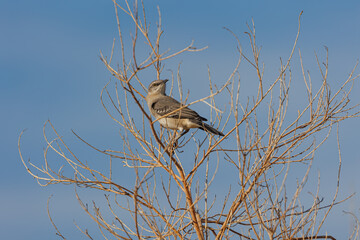 western mocking bird on tree. 