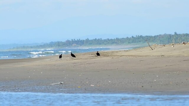 Three black vultures hanging out at Quepos beach on the el local peninsula. Long and endless shore line on the warm tropical pacific ocean.