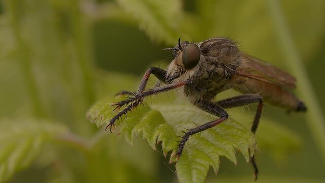 Red-footed Cannibal fly, aka Robber Fly, Promachus rufipes at rest on a leaf.