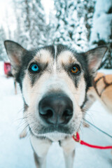 Husky with 2 different coloured eyes, dog sledding in jasper Alberta