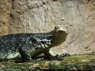 辺りを警戒するミズオオトカゲ