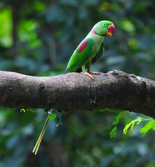A male Alexandrine Parakeet (Psittacula eupatria)