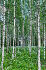 Fototapeta na wymiar Finnish birch forest