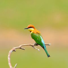 Bee eater Bird on a branch, in nature