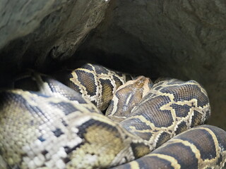 岩の上で寝ているビルマニシキヘビ