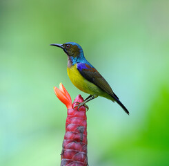 Brown-throated Sunbird  (Anthreptes malacensis) on the flower