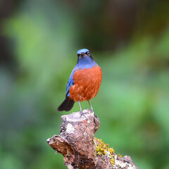 Beautiful chestnut bird, male Chestnut-bellied Rock-Thrush (Monticola rufiventris), standing on the rock, breast and side profile