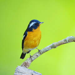 Bird Mugimaki Flycatcher on a Branch, on green background